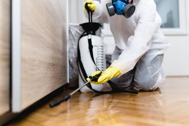 Best Local Pest Control Services  in Lyles, TN