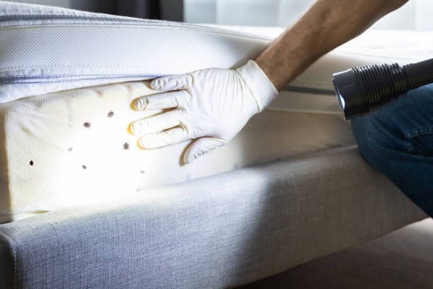 Best Affordable Pest Control Services  in Lyles, TN